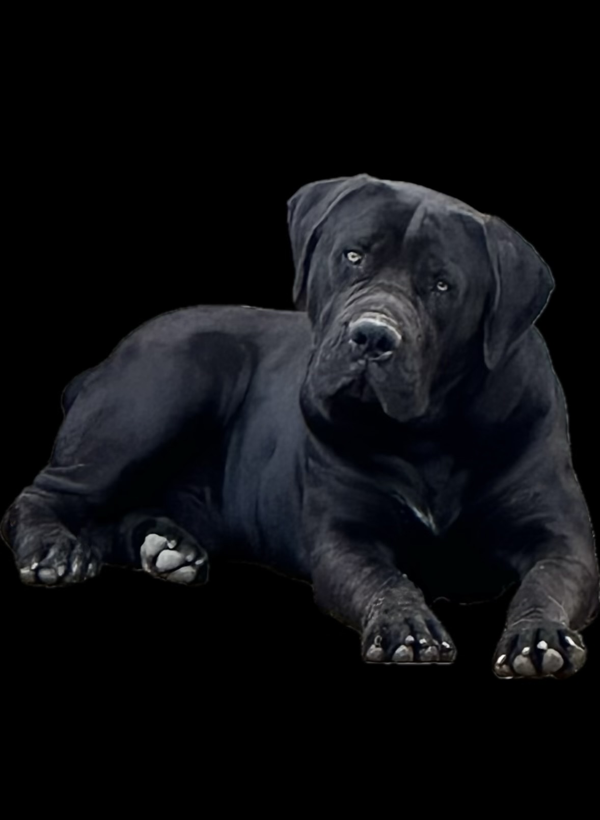 Allen’s Virginia Nitro 