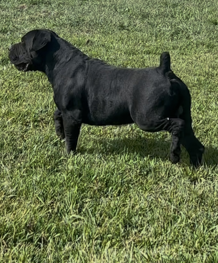 Allen’s Virginia Nitro 