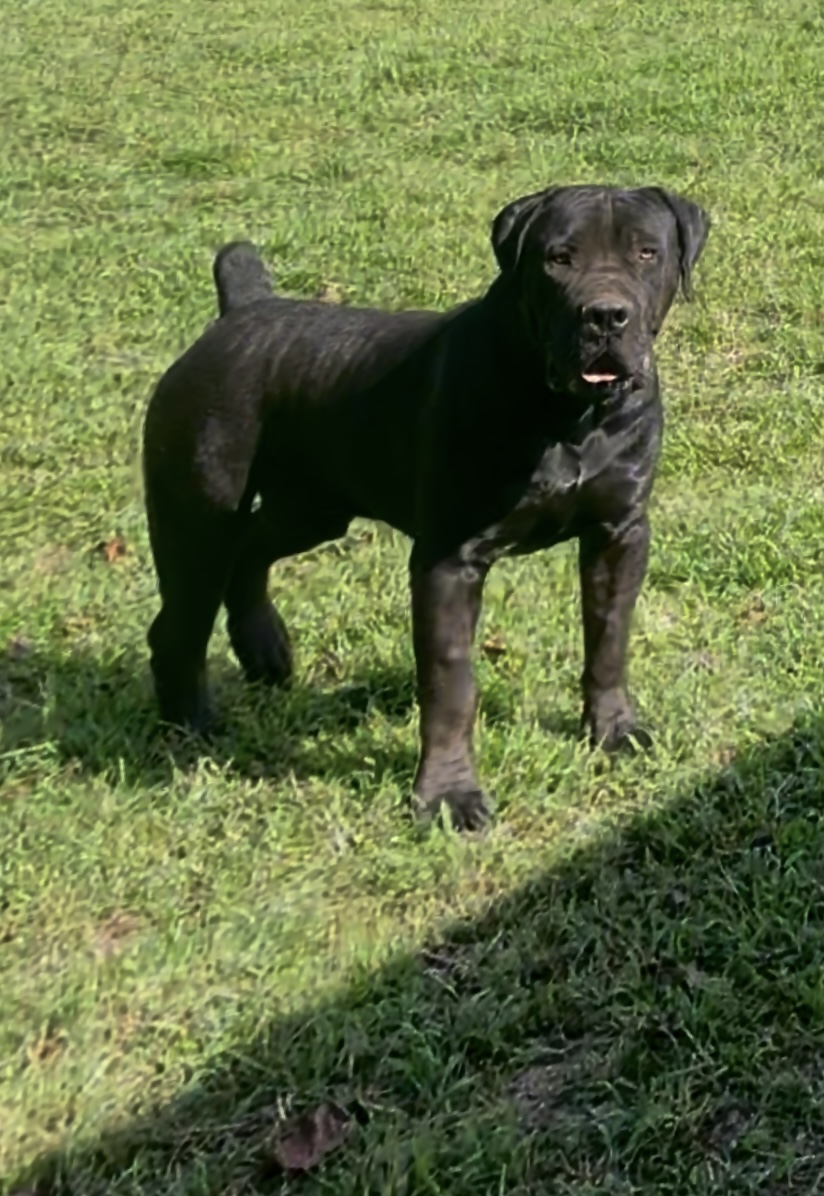 Allen’s Virginia Nitro 