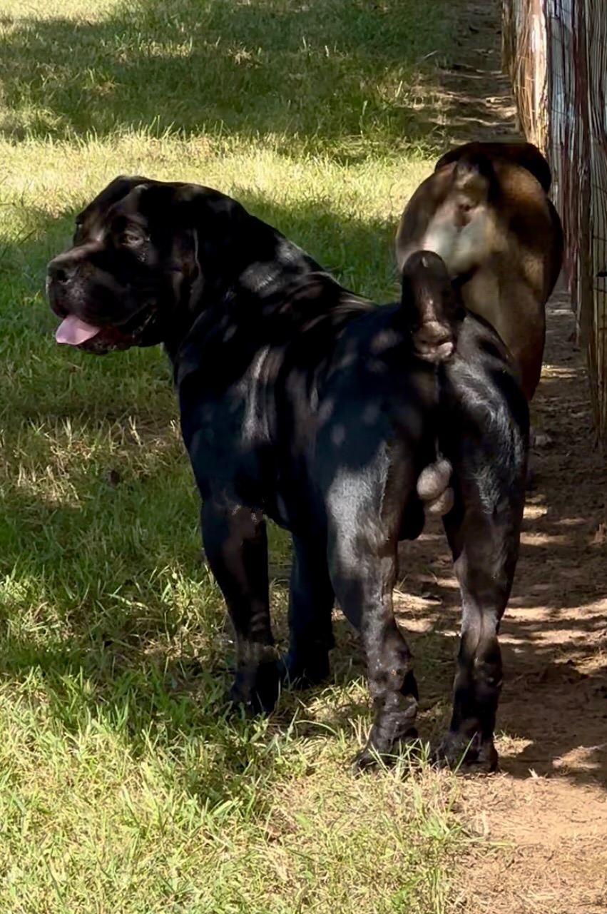 Allen’s Virginia Nitro 