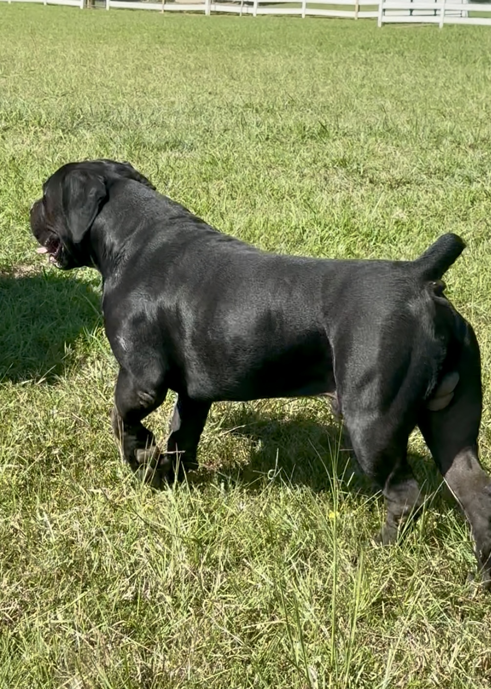 Allen’s Virginia Nitro 