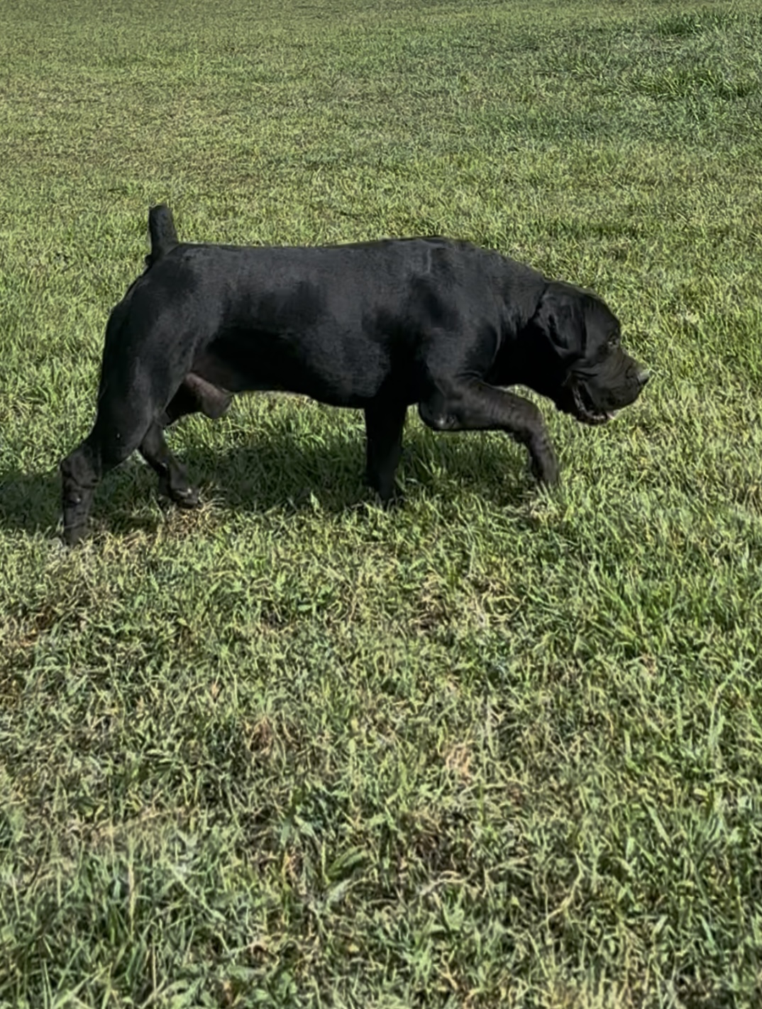 Allen’s Virginia Nitro 