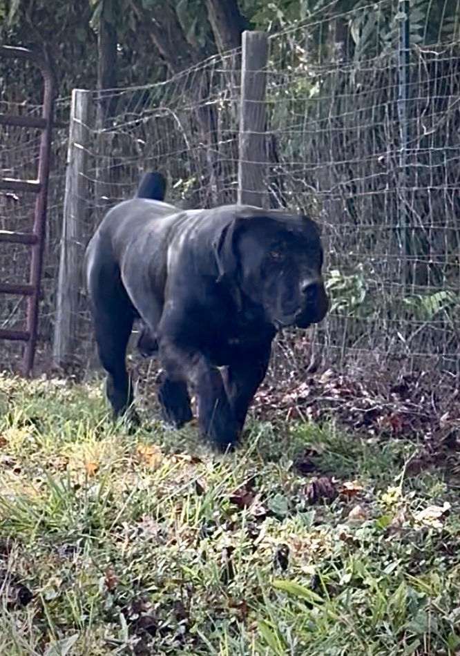 Allen’s Virginia Nitro 