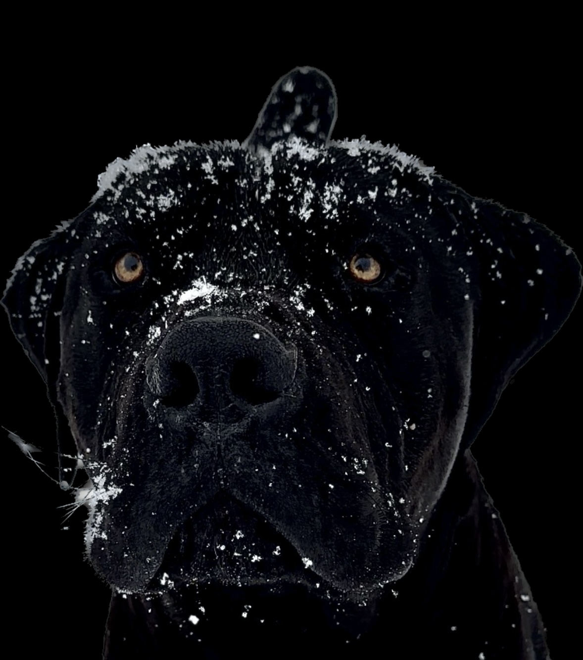 Allen’s Virginia Nitro 