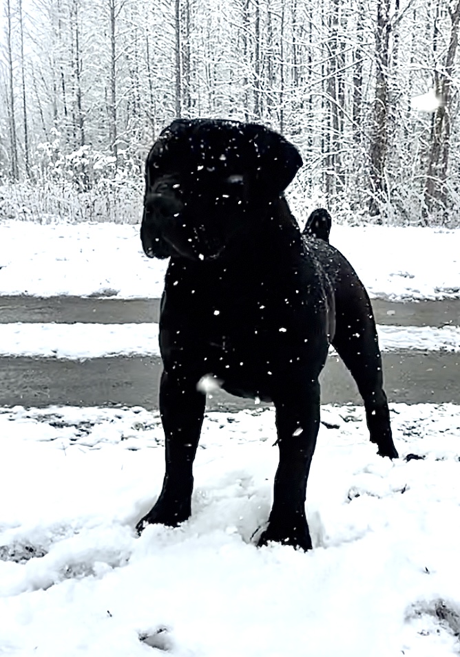 Allen’s Virginia Nitro 