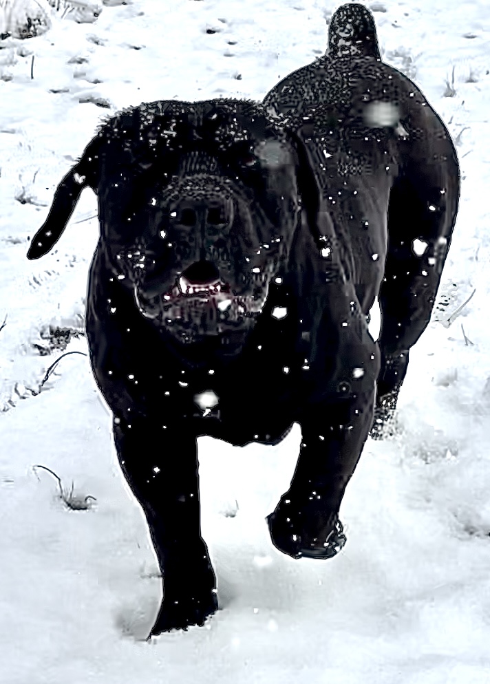 Allen’s Virginia Nitro 