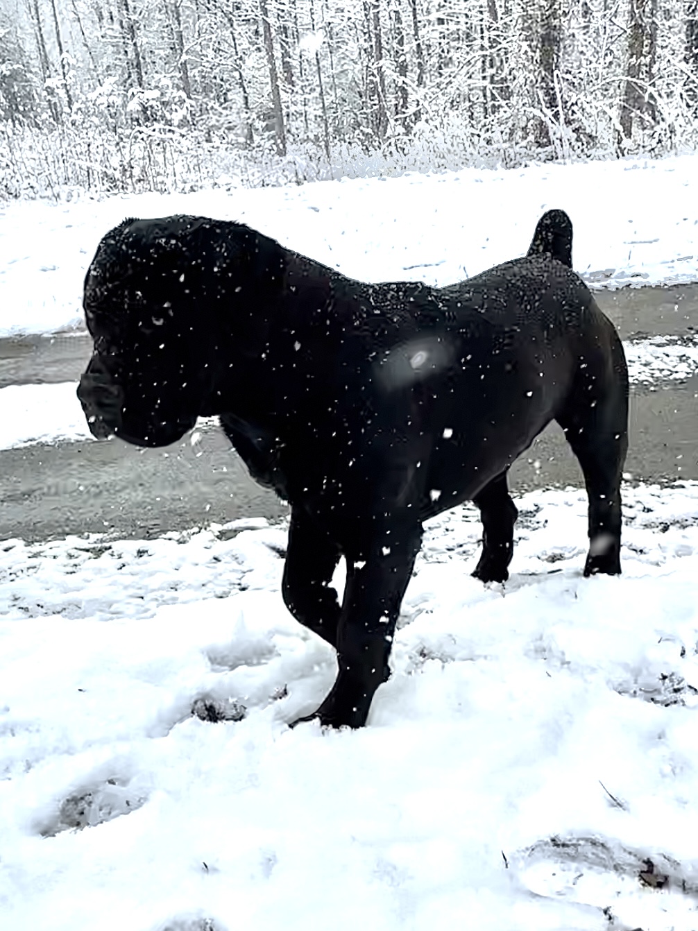 Allen’s Virginia Nitro 